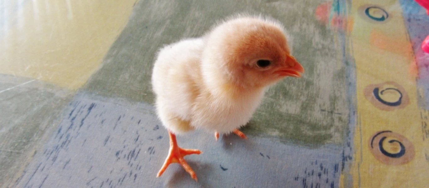 Ισπανία: Βρέθηκαν 23.000 νεκρά κοτοπουλάκια στο αεροδρόμιο της Μαδρίτης